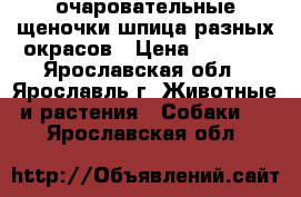 очаровательные щеночки шпица разных окрасов › Цена ­ 7 500 - Ярославская обл., Ярославль г. Животные и растения » Собаки   . Ярославская обл.